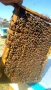 Продавам Пчелни отводки , снимка 2