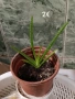  Дифенбахия, Сентполия, Алое вера, снимка 17
