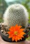 Промо оферта - кактус Rebutia Albipilosa, цъфти оранжево, 25 лв, снимка 1 - Градински цветя и растения - 45606718