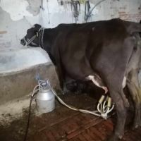 Дойна крава , снимка 1 - Крави - 45492292