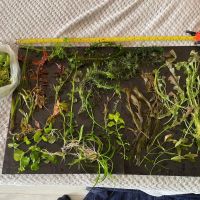 Пакет растения над 15 вида лесни за отглеждане, снимка 11 - Оборудване за аквариуми - 45264173