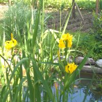 Продавам растения Жълт воден ирис, снимка 7 - Градински цветя и растения - 45382578