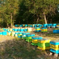 Кошери с пчели, снимка 1 - За пчели - 45209271