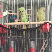 Двойка папагали малък Александър Намаление за месеца!, снимка 7 - Папагали - 45073486