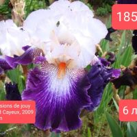 Ириси за продажба -1, снимка 1 - Градински цветя и растения - 45526729