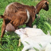  Спешно!!! Продавам млечна коза с ярета, снимка 5 - Кози - 45840216
