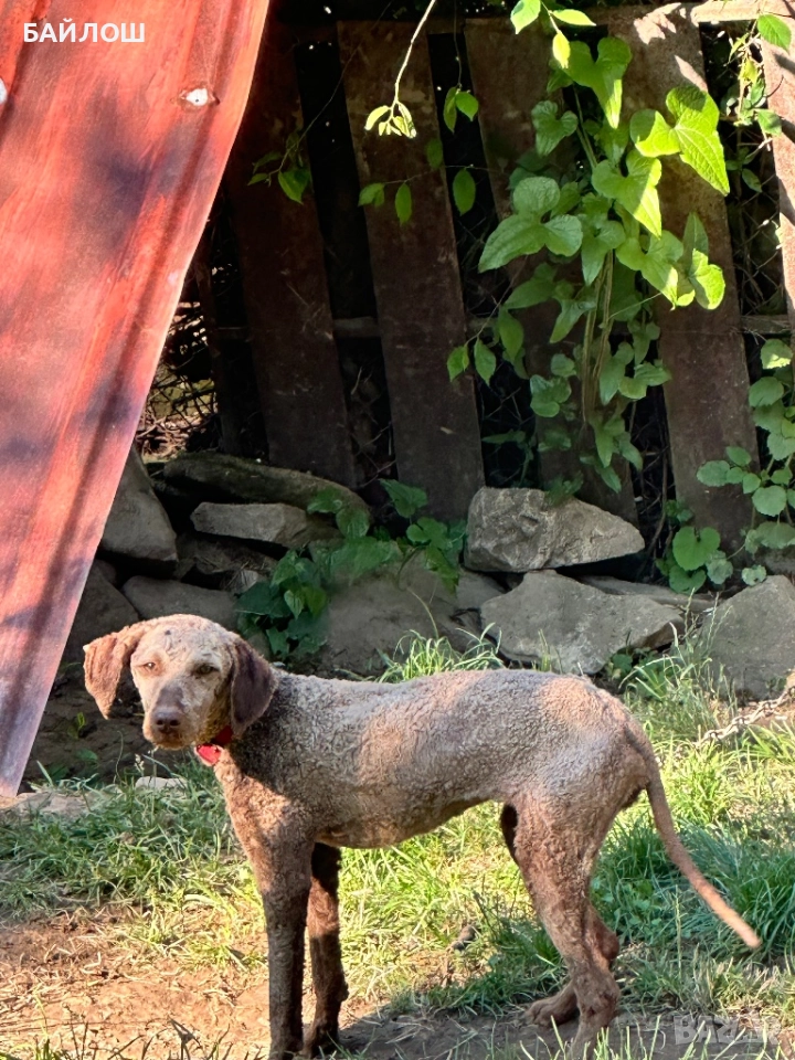 Лагото романьоло , снимка 1