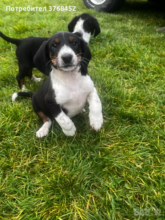 Продавам Трицветни Гончета, снимка 1