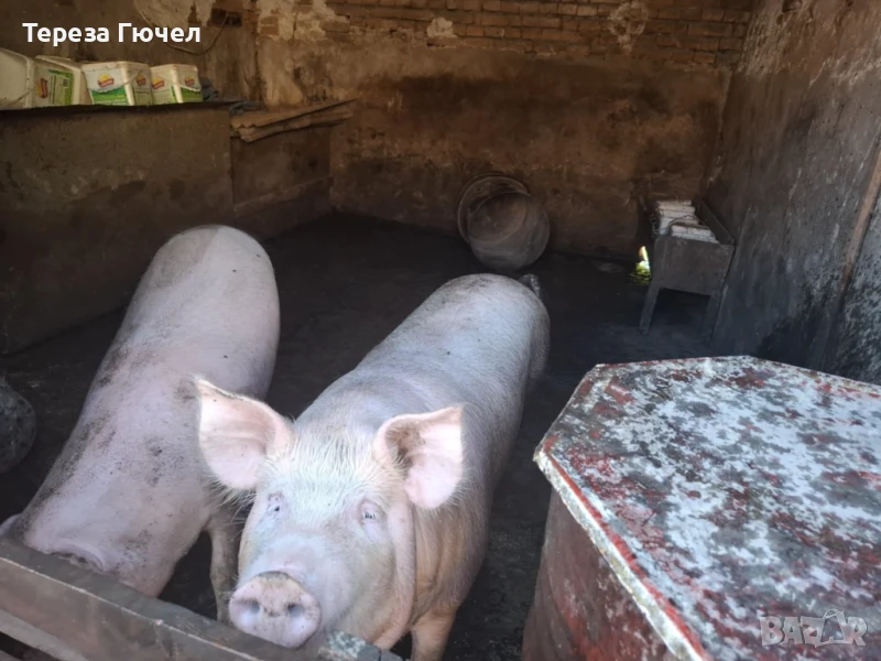 🐷 Продавам бели прасета (прасенца) 🐖 мъжки скопени – 100 кг. гр. Кнежа - 1 свободно, снимка 1