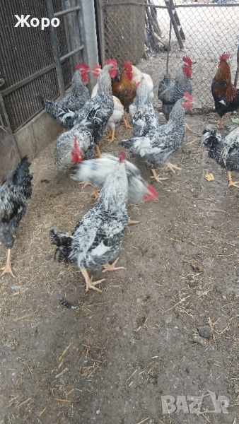 Спешно Домашни млади петли, снимка 1