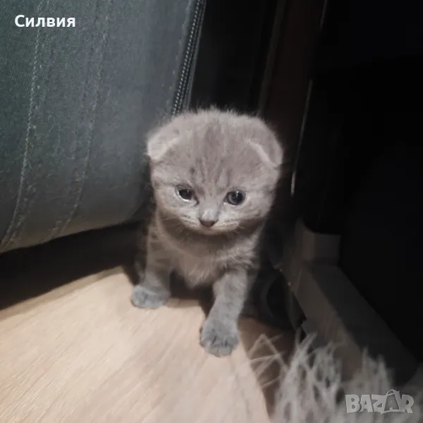 Котенце - шотландска клепоуха , снимка 1