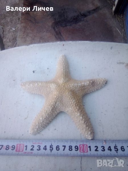 Морска звезда , снимка 1