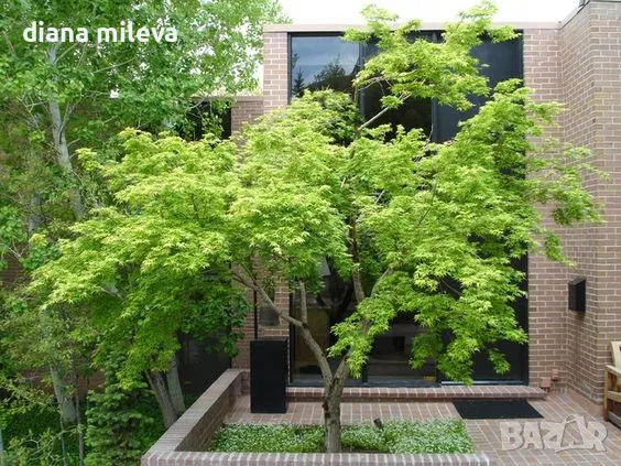 Японски клен, Acer Palmatum 'Beni Kawa' / Coral Barl Maple, снимка 1