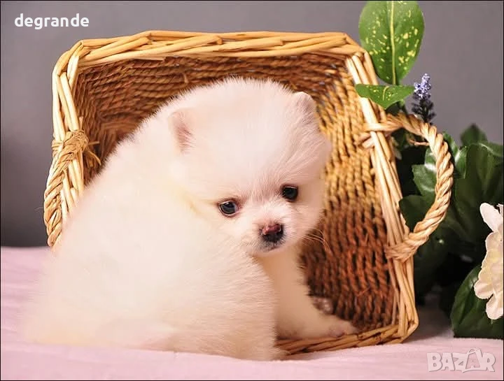 Бели бебета Померан, снимка 1