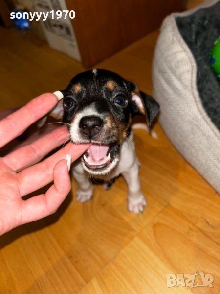 ДЖАК РЪСЕЛ ТЕРИЕР С ПАСПОРТ И ВАКСИНА 0710251237, снимка 1