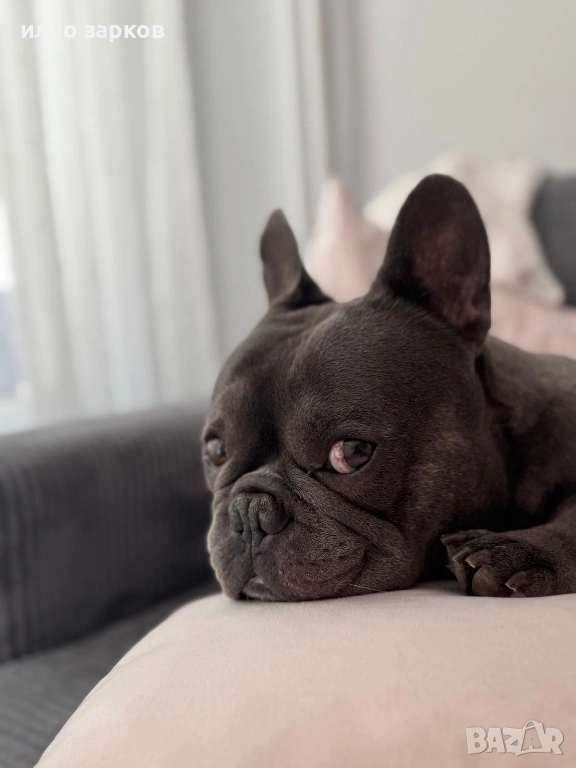 Френски булдог за разплод, снимка 1