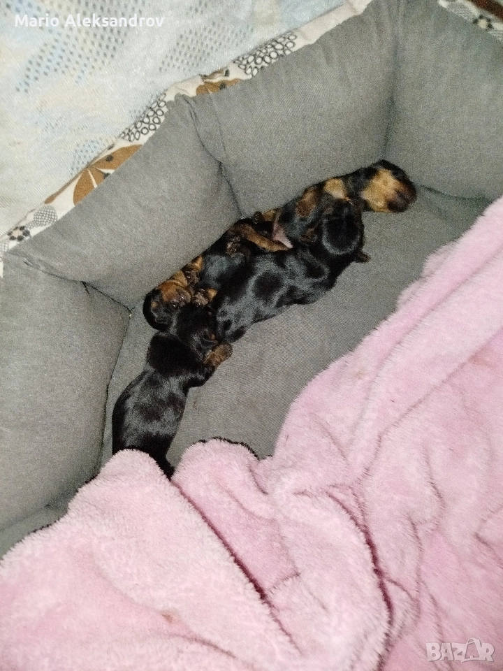 Мини Йорки с родословие паспорт и първа ваксина на 50-се дни, снимка 1