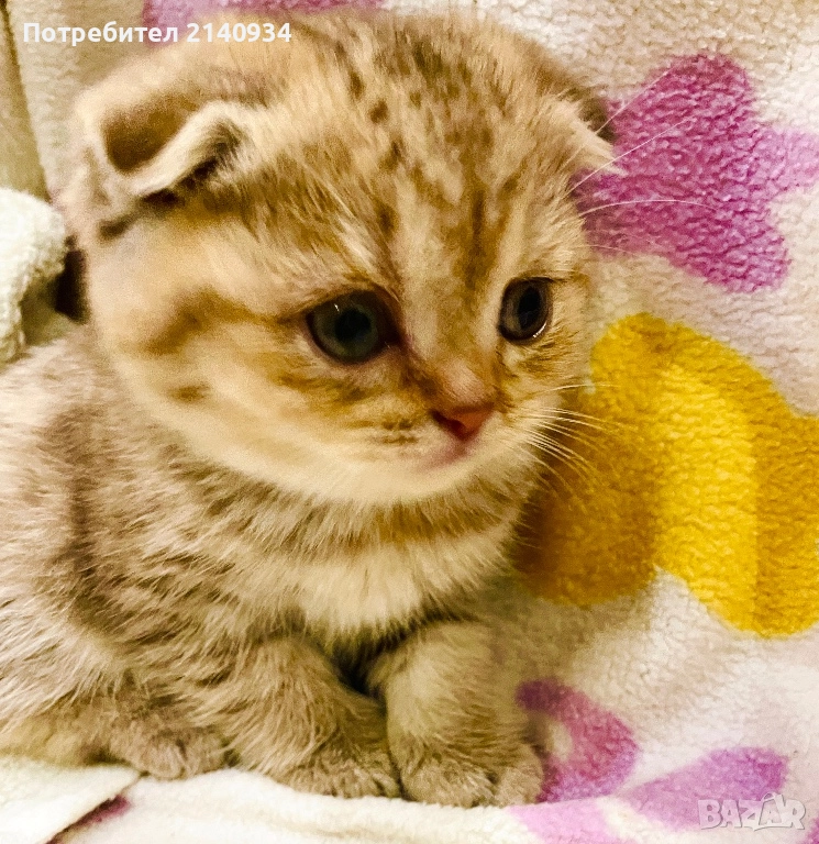 Шотландско клепоухо, златна чинчила, момиче. Къмокосместо, снимка 1