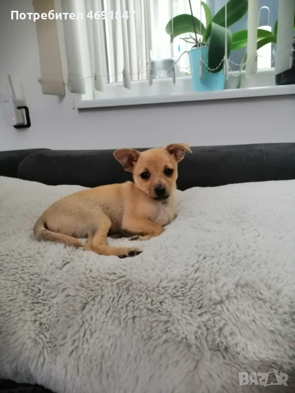 Пинчери, снимка 1