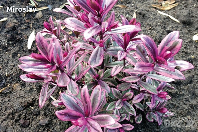 Хебе „Розова Принцеса“ , снимка 6 - Градински цветя и растения - 53878378