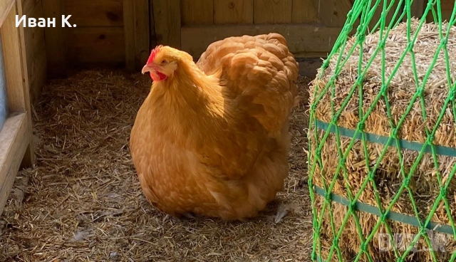Продавам жълт Орпингтон., снимка 13 - Кокошки и пуйки - 37376457