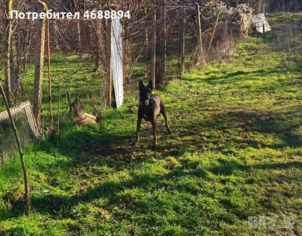 Продавам Белгийска овчарка „Малиноа“, снимка 5 - Белгийска овчарка - 52863873