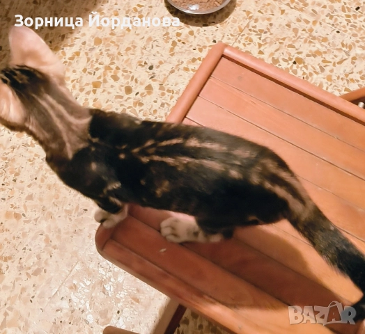 Продавам спешно Бенгалско коте , снимка 6 - Бенгалски - 51165207