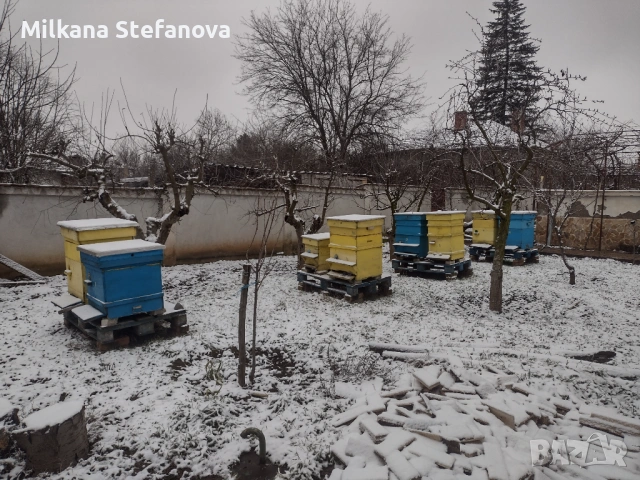 Продавам 6 пчелни семейства. Пчели.
