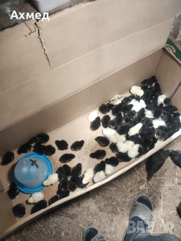 Буркан пилешко месо , снимка 7 - Домашни продукти - 49041608