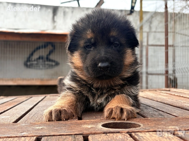 Елитни Родословни Немски Овчарки FCI , снимка 13 - Немска овчарка - 42759512