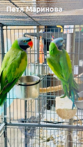 Двойка Китайски Александри с пръстени и сертификати, снимка 4 - Папагали - 53238335