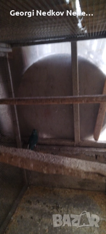 Продавам кикирики , снимка 3 - Папагали - 51487830