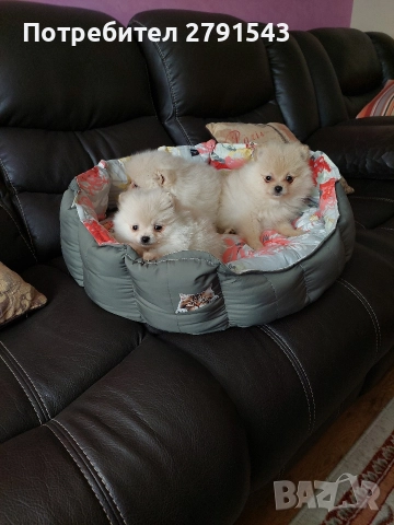 померан момиче и момче, снимка 4 - Померан - 52774636