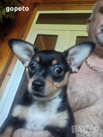 Мини пинчер чихуахуа