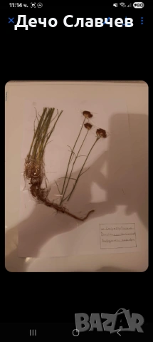 Хербарии за ЛТУ или друг университет , снимка 5 - Ученически пособия, канцеларски материали - 54224038