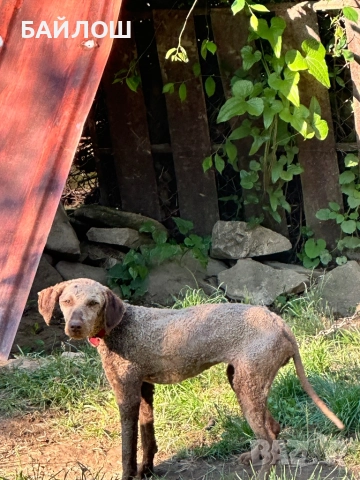 Лагото романьоло 