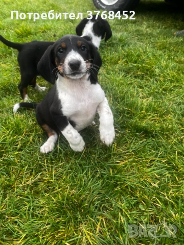 Продавам Трицветни Гончета