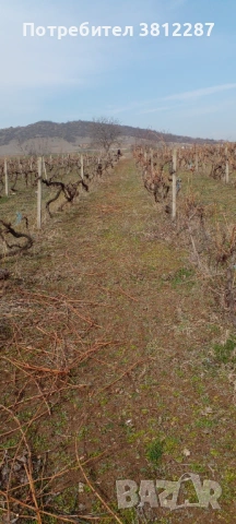 Рязане на асми, лозе и косене на трева за 1 Декър 70 евро . , снимка 8 - Други почистващи услуги - 53704400