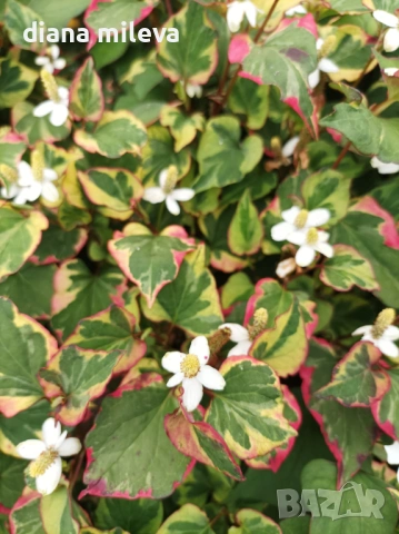 Хутиния, Houttuynia cordata, многогодишна и студоустойчива , снимка 3 - Градински цветя и растения - 54001747