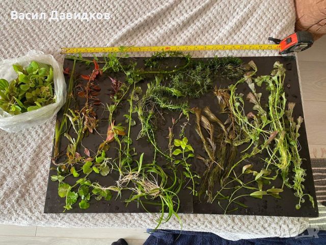Пакет растения над 15 вида лесни за отглеждане, снимка 11 - Оборудване за аквариуми - 45264173