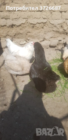 Сини яйца от Амераукана, снимка 8 - други­ - 53863985