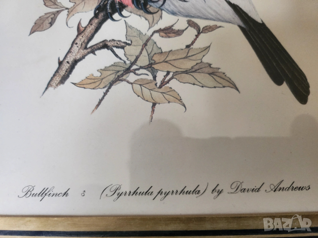 Декоративни птици - Немски стандарт (официален),цветен,300 вида описани, критерии за оценка/+рисунки, снимка 15 - Енциклопедии, справочници - 52341558