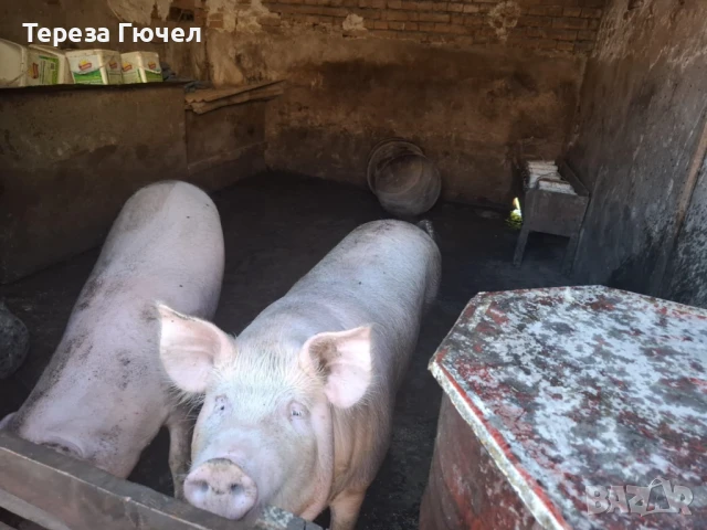 🐷 Продавам бели прасета (прасенца) 🐖 мъжки скопени – 100 кг. гр. Кнежа - 1 свободно