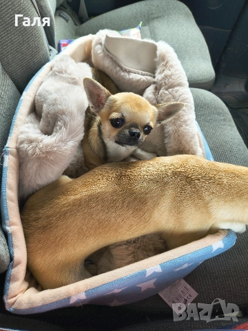 чихуахуа мини , снимка 3 - Чихуахуа - 52796812