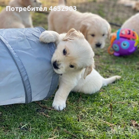 голдън ретривър игриво момче 