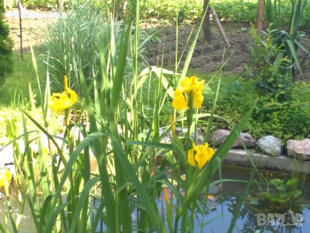 Продавам растения Жълт воден ирис, снимка 7 - Градински цветя и растения - 45382578