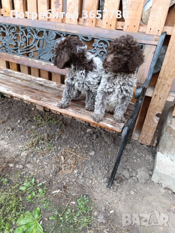 Логото романоел, снимка 2 - Шпаньоли - 52889856