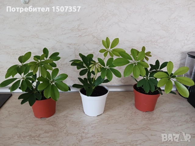 Шефлера - стайно растение / цвете, снимка 2 - Стайни растения - 54178469