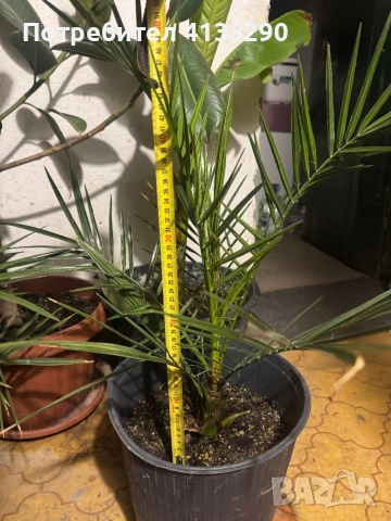 Палми - финикова и трахикарпус, снимка 4 - Градински цветя и растения - 53986087