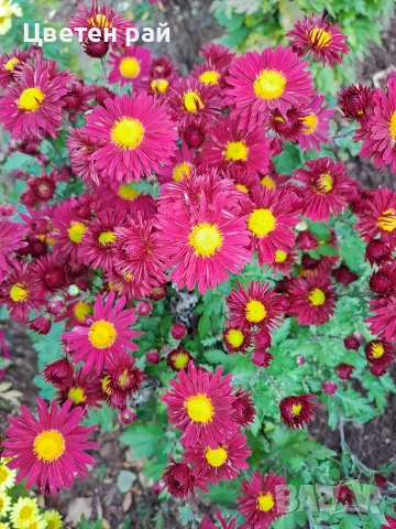 Разсад хризантеми , снимка 5 - Градински цветя и растения - 54010299